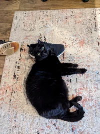 What My Cat Taught me About the Preciousness of Life